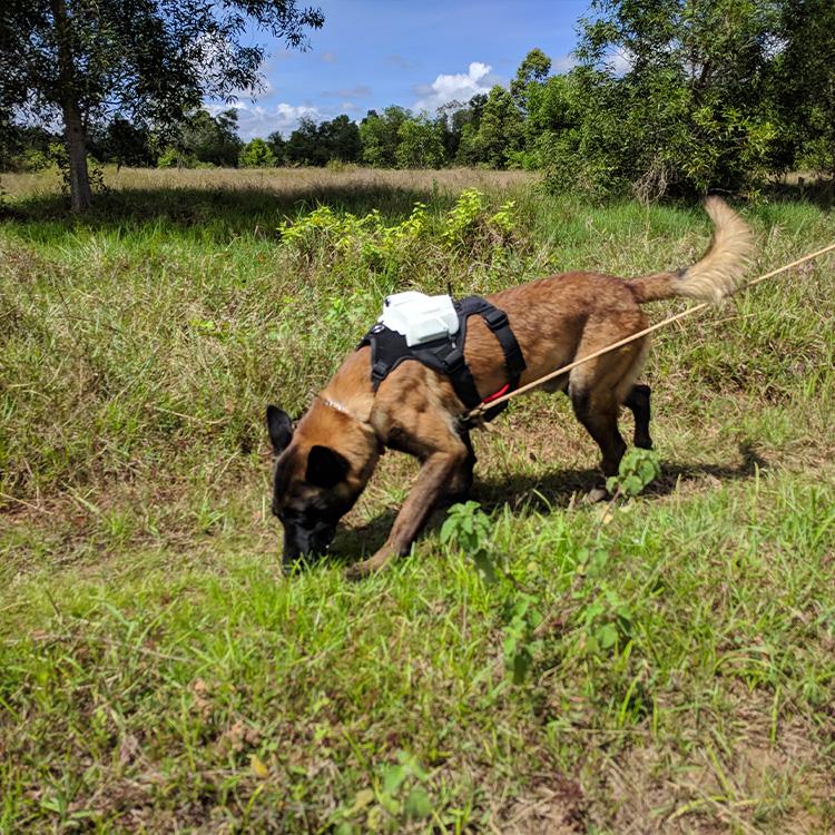 Explosive Detection Dogs (EDD)